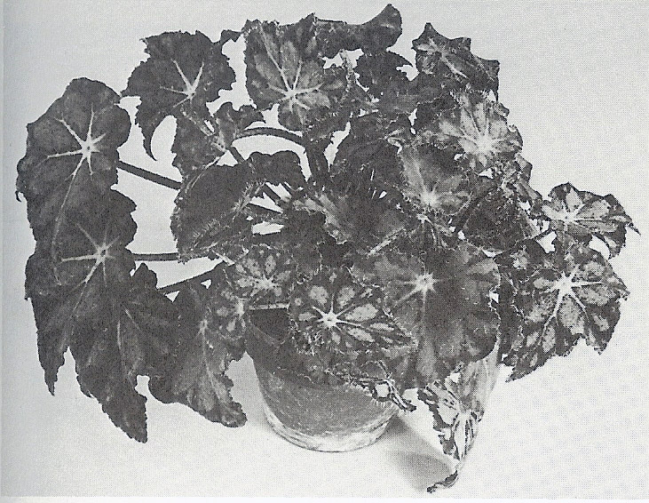 B. ‘Mountain Man’